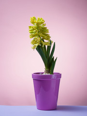 Hyacinth floating in the air with roots.