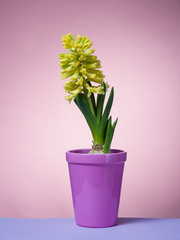 Hyacinth floating in the air with roots.