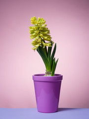 Hyacinth floating in the air with roots.