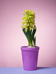 Hyacinth floating in the air with roots.