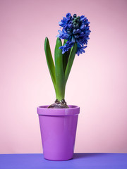 Hyacinth floating in the air with roots.