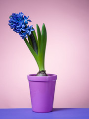 Hyacinth floating in the air with roots.