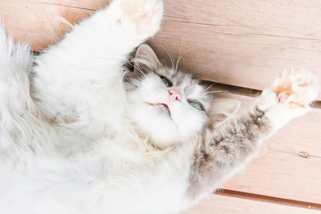 Cat lying on a wooden floor