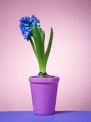 Hyacinth floating in the air with roots.