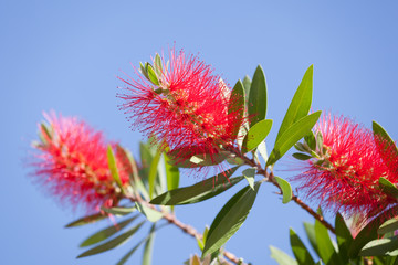 Callistemon aka bottlebrush