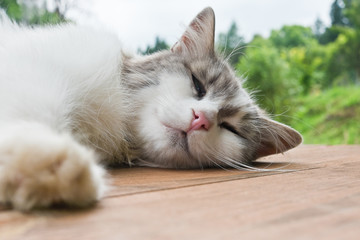 Beautiful sleeping cat on a wooden floor