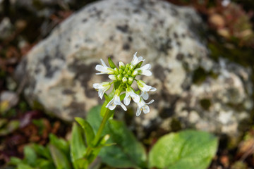 White Rock Cress Flowers in Bloom in Winter