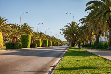 Obraz premium street with palms tree and ornamentals plants