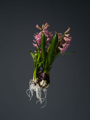 Hyacinth floating in the air with roots.