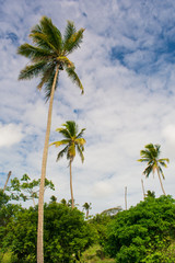 Obraz premium Coconut trees in the countryside of Itamaraca Island (Brazilian Northeast)