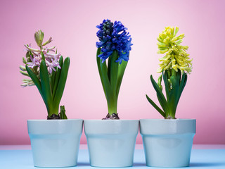 Hyacinths in blue pots on a pink background.