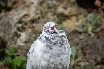 White Rock Dove in Winter