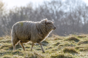 A common british sheep in early morning light in March 2015
