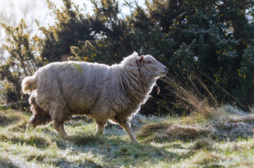 A common british sheep in early morning light in March 2015