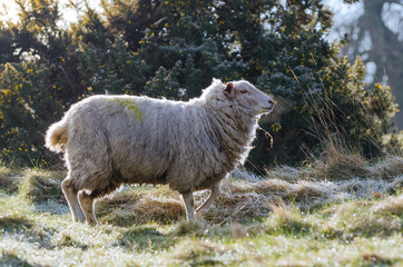 A common british sheep in early morning light in March 2015