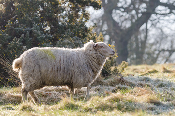 Fototapeta premium A common british sheep in early morning light in March 2015