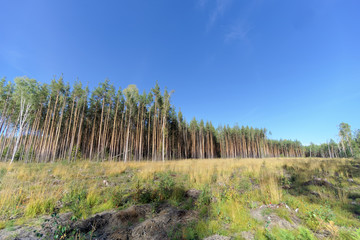 A field with grass that started to turn yellow and woods.