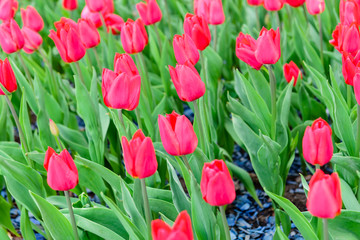 Beautiful bright tulips. Field with tulips. Background.