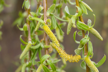 Willow Flower Buds in Winter