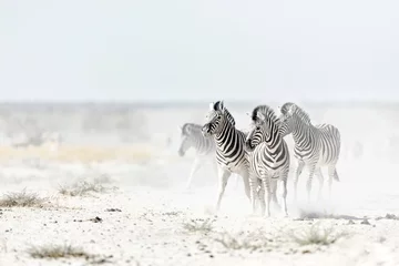 Kussenhoes Zebra& 39 s in het stof © 2630ben