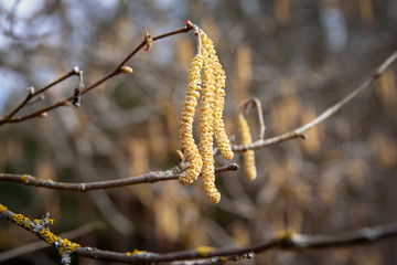 The tree blooms in a sunny spring morning in the forest