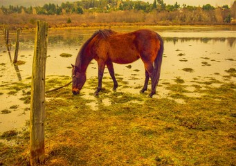 caballo pastando en una laguna  rodeada por un bosque