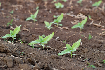 Sapling sunflower on field of green soil