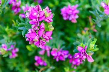 Beautiful spring flowers, macro photography