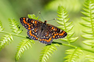 Scarce fritillary. Euphydryas maturna.