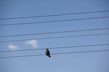 Birds on electric wires in the big city at twilight 