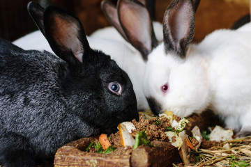 Many white and black rabbits eat food in a cage.