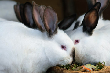 Many white and black rabbits eat food in a cage.