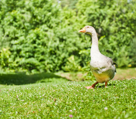 Grey goose is dancing on grass in sunny summer day