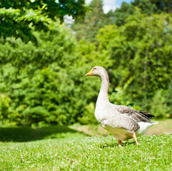 grey goose on green grass