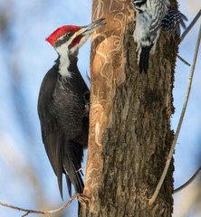 Pileated woodpecker vs downy woodpecker