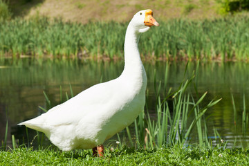 White goose on green grass near water in sunny summer day