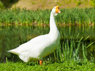 White goose on green grass near water in sunny summer day