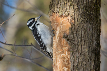 hairy woodpecker in winter