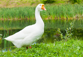 Naklejka na ściany i meble White goose on green grass near water in sunny summer day