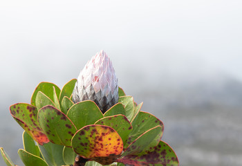Protea Cape Town South Africa