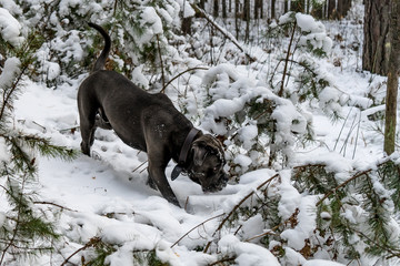 Cane corso dog goes through winter forest