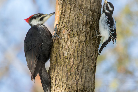 Pileated woodpecker vs downy woodpecker