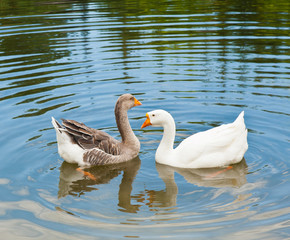 White and gray goose in water