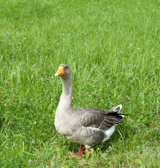 Grey goose on green grass