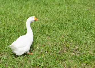 White goose on green grass