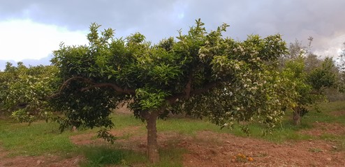Fototapeta premium Orange tree