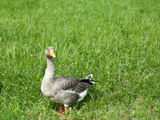 Grey goose on green grass