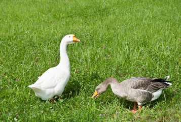 White and gray goose are grazing on green grass
