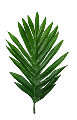 Leaf of tropical greens on a white background