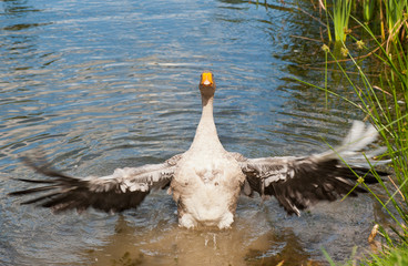 Gray goose in the water, flapping wings